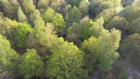 Drone-shot-over-a-forest-and-shell-holes-filled-with-water.-Sunset-time,-Verdun